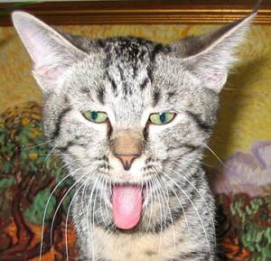 Cat photos