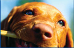 Chew treats for puppies
