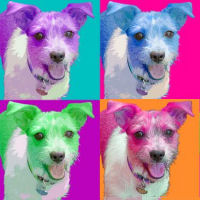 Custom Pet portraits