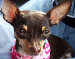 chihuahua_portrait.jpg