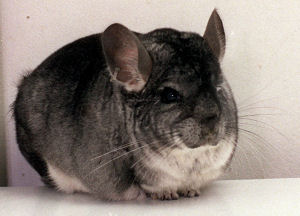 Chinchillas as house pets