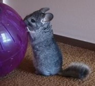 Chinchilla at play