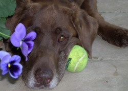 chocolate-lab-pictures.jpg