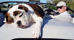 Dog saved by CPR