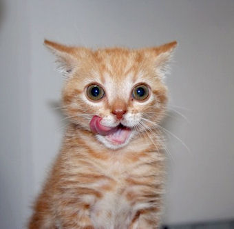 cutecat2.jpg