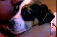 Daisy the dog found in Knoxville