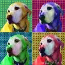 yellow lab portraits