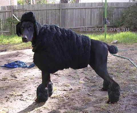 Poodle Disguise for Dobermans