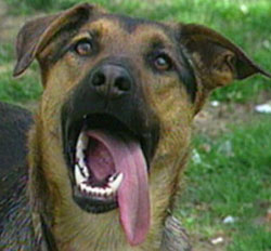 DNA test for dogs