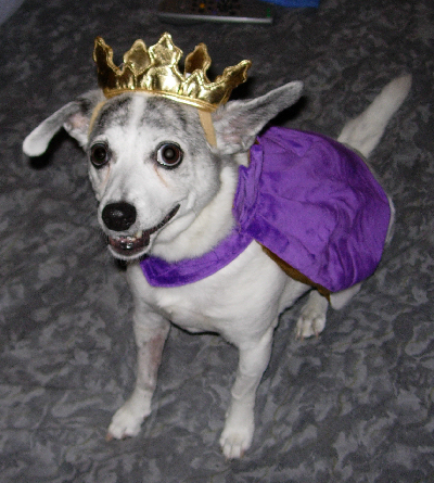Halloween costumes for dogs