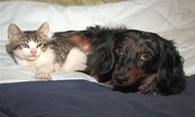kitten fed by dog