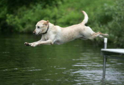 camp for dogs