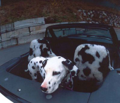 Dogs in cars