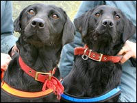 Dogs sniff for counterfeit dvd's