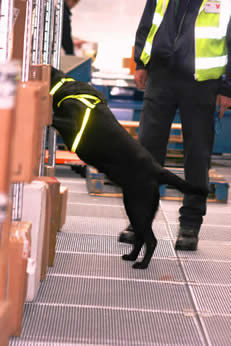 Counterfeit dvd sniffing dogs