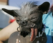 Worldâ€™s Ugliest Dog