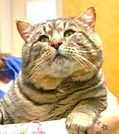 Fat Cat Burglar