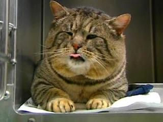 Cat Burglar Caught By Doggie Door