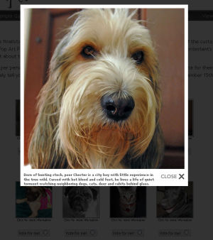 Dog photo contest