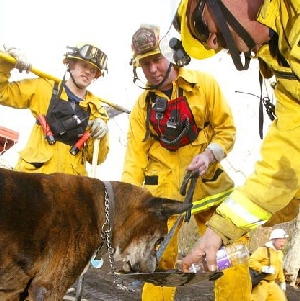 fire_rescue.jpg