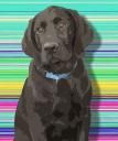 black lab art