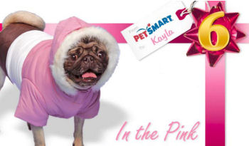 Parka for dogs
