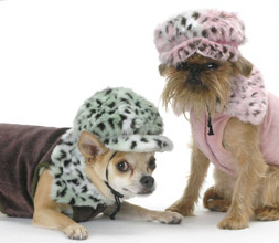 Hipster club wear for dogs