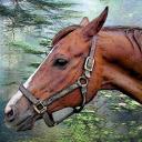 horse portraits