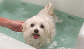 hot tub for dogs