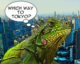 iguana