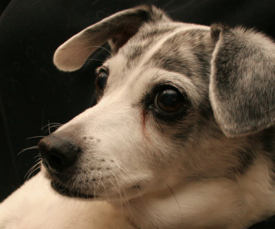 pet portraits from photos
