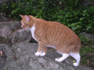 Cat chases bear up tree