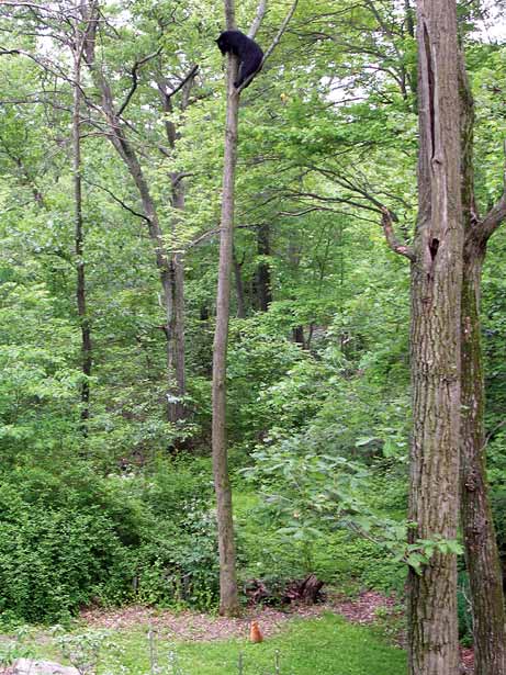 Cat chases bear up tree