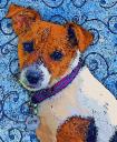 jack russell portraits