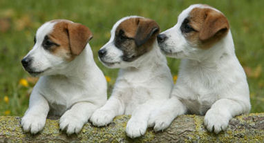 jrpups.jpg