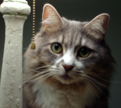 Cat portraits from your photos