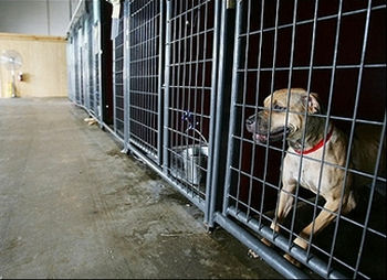 New Orleans Animal Shelter