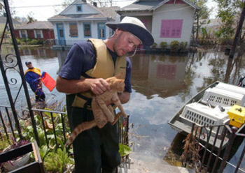 Katrina Animal Adoptions