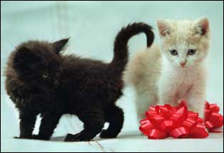 kittens.jpg