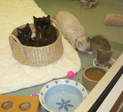 Kittens for adoption