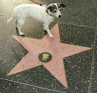 dog walk of fame