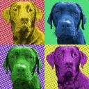 Custom chocolate lab portrait