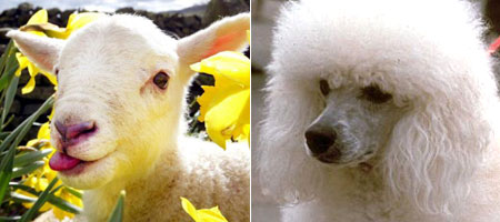 Lamb or Poodle?