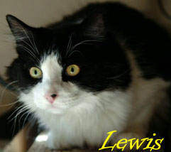 Lewis the attack cat