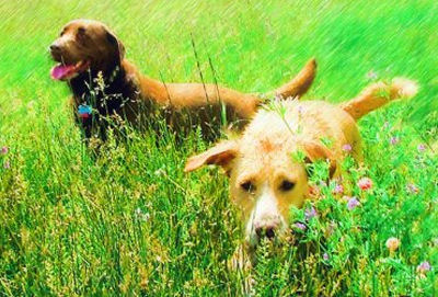 Custom Dog Portraits