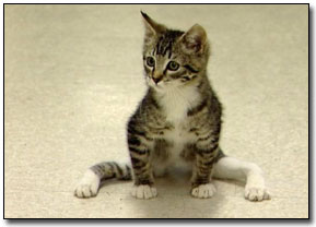 Kitten walking on front paws