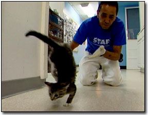 Denver Kitten walks on front paws