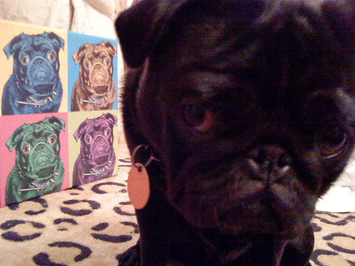 dog portraits