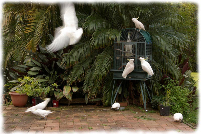 lovebirds.jpg