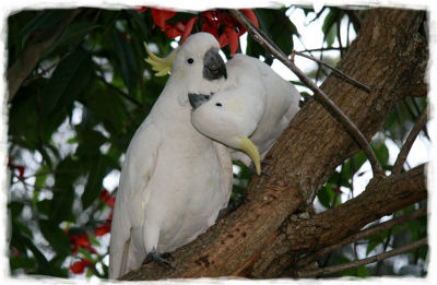 Cockatoo with one wing